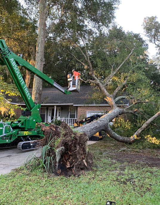 Professionals of Storm Cleanup | Absolute Trees