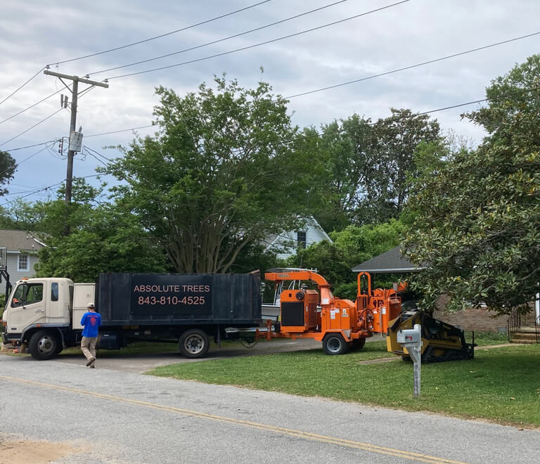 Absolute Trees - Superior Tree Removal Company